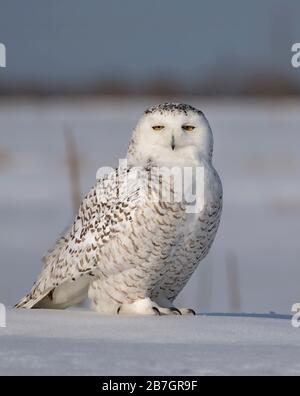 Snowy owl (Bubo scandiacus) standing in middle of a snow covered field at sunrise in Ottawa, Canada Stock Photo