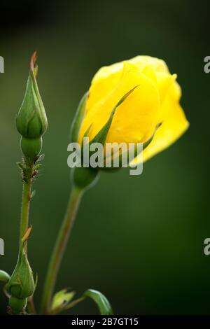 Close-up of rose and aphids - selective focus, copy space Stock Photo