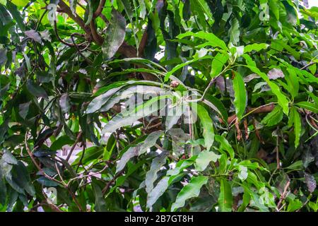 closeup of the leaves of a mango tree, tropical plant specie from India Stock Photo