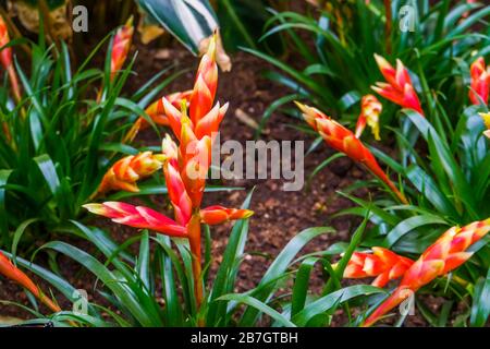 vriesea multiflower astrid, flaming sword flowers, tropical plant specie from America Stock Photo
