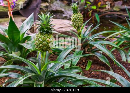 small pineapples growing on plants, tropical garden, popular exotic plant specie from South America Stock Photo