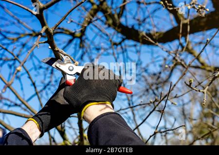 man going gardening pruning fruit trees with pruning shears spring garden work Stock Photo