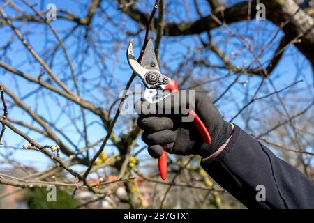 man going gardening pruning fruit trees with pruning shears spring garden work Stock Photo