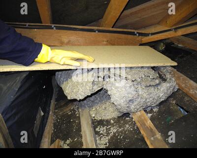Wasps make their nests from chewed wood pulp and saliva, giving them distinctive papery walls. Nests are usually built in sheltered spots with easy access to the outside. You can often find wasp nests in wall cavities, roof spaces, under eaves, in bird boxes, sheds or garages. Stock Photo