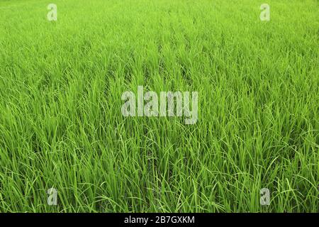 Green rice field inside Kyoto city, Japan Stock Photo