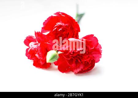 Bright three red carnation flowers on a white background. Stock Photo