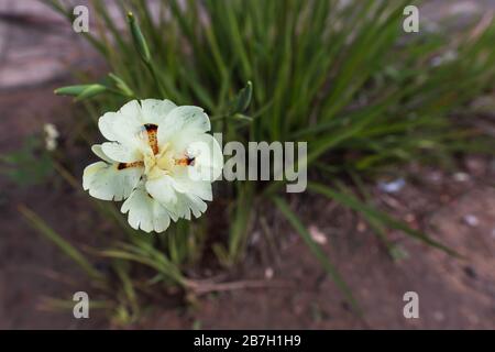 Top view on a head of Dietes bicolor flower with dew drops on petals close-up Stock Photo