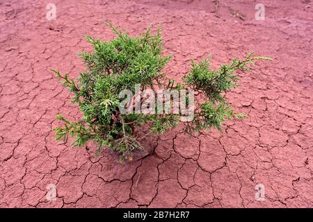 Small green shrub on dried-out red earth, La Gomera, Canary Islands, Spain Stock Photo