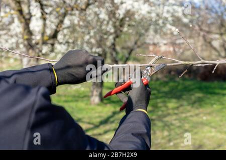 man going gardening pruning fruit trees with pruning shears spring garden work Stock Photo