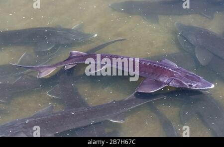 Siberian sturgeon (Acipenser baerii) fish in farm, a source to produce caviar from its roe and tasty meat. The freshwater fish shape look like shark. Stock Photo