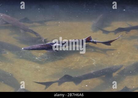 Siberian sturgeon (Acipenser baerii) floating on water surface show a shark fin. Sturgeon is a source to produce caviar from its roe and tasty meat. Stock Photo