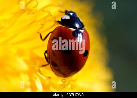 Red seven-spot ladybird isolated on a yellow dandelion macro photography Stock Photo