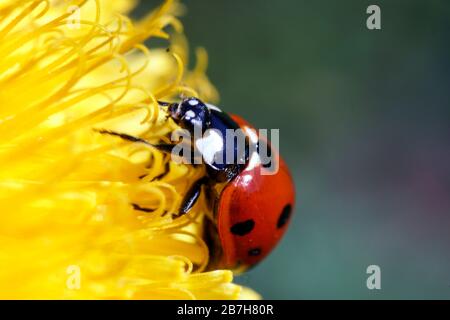 Red seven-spot ladybird isolated on a yellow dandelion macro photography Stock Photo