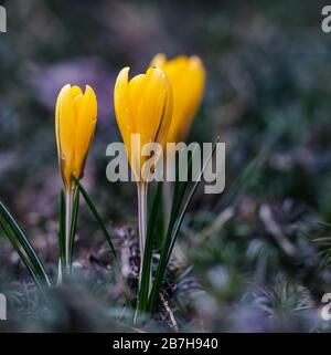 The first yellow crocuses with raindrops in the spring garden. Botanical concept Stock Photo