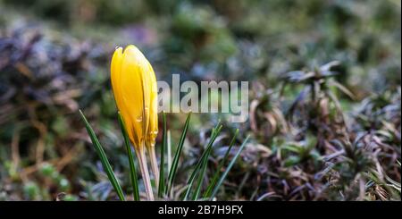 The first yellow crocuses with raindrops in the spring garden. Botanical concept Stock Photo