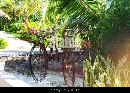 Close up vintage bicycle on green tropical background. Retro style for holiday concept. Stock Photo