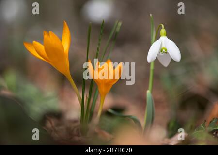 Sprouting crocus in spring garden - elective focus, copy space Stock Photo