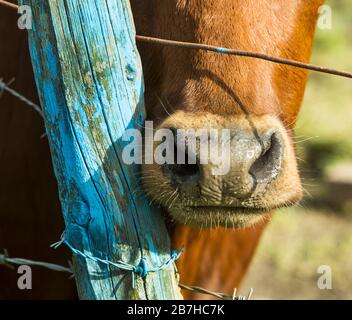 Close up of a red haired cow's nose cow snout next to a peeling blue fence post and barbed wire on a sunny day Stock Photo
