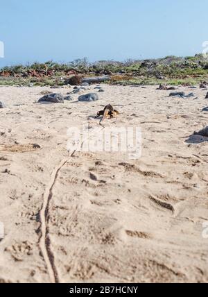 Trail in the sand leads to large iguana dragging its tail across the beach on the Galapagos Islands, Ecuador Stock Photo