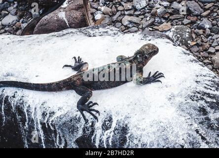 Large lizard sunning itself on a rock whitened by the droppings of nazca booby birds in the Galapagos Islands, Ecuador Stock Photo