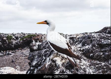 Bird-watching adult Nazca Booby on the rocky coastline of the Galapagos Islands, Ecuador Stock Photo