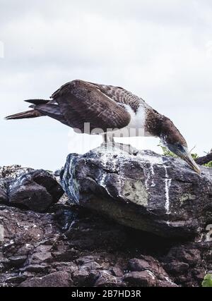 Inquisitive Nazca Booby chick on the rocky coastline of the Galapagos Islands, Ecuador during a bird-watching trip Stock Photo