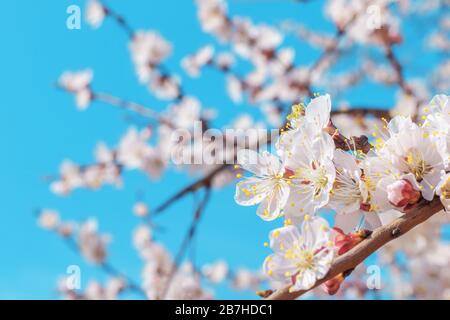 Close up of white flowers of a cherry tree blossomed on a branch. Spring flowering of fruit trees in the garden Stock Photo