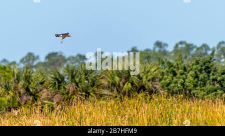 A Red-shouldered Hawk (Buteo lineatus) flying over the Ritch Grissom Memorial Wetlands in Viera, Florida, USA. Stock Photo