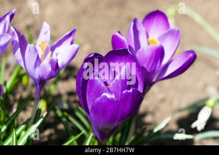 Purple crocus. It is a genus of flowering plants in the iris family comprising 90 species of perennials growing from corms. They are cultivated for th Stock Photo