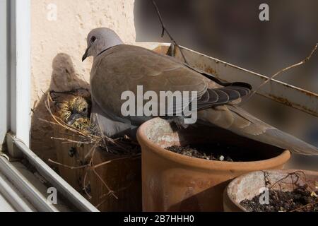 Dove is nesting in a flowerpot on the windowsill with a seven day old nestling. Eurasian collared dove, Streptopelia decaocto. Color photo. Stock Photo