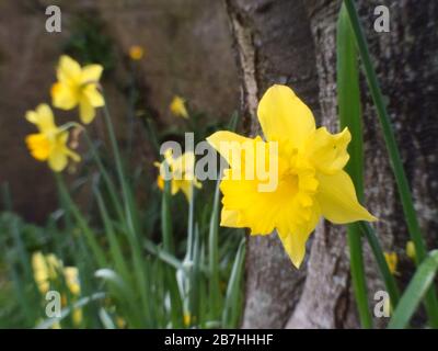 Gold Cornish Daffodils close up Stock Photo