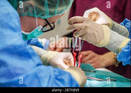 Female surgeon in operation room, operating a patient . Stock Photo