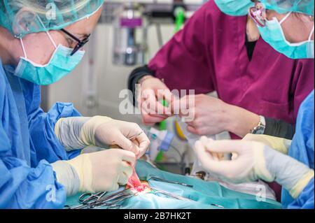 Female surgeon in operation room, operating a patient . Stock Photo