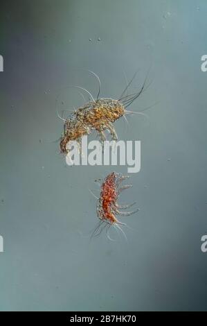 Dust mites under the microscope 100x Stock Photo