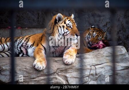 The royal two tigers in the zoo. Stock Photo
