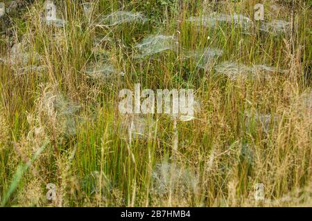 Dew covered cobwebs strung out on wet grass in autumn and highlighted by dew, Scotland, UK Stock Photo