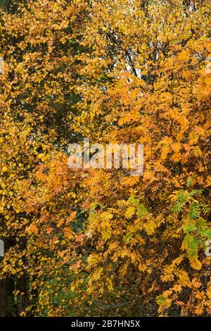 Vibant orange and red rowan and beech trees in autumn on Loch Lomond, Scotland, UK Stock Photo
