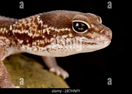African fat-tailed gecko (Hemitheconyx caudicinctus) Stock Photo