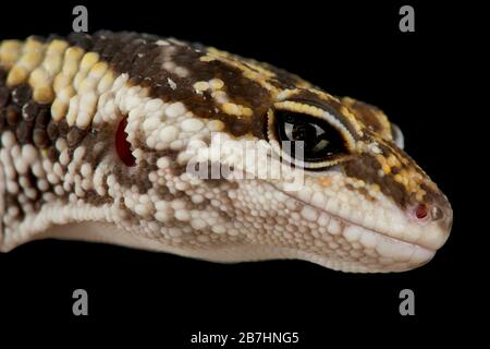 East Indian leopard gecko (Eublepharis hardwickii) Stock Photo