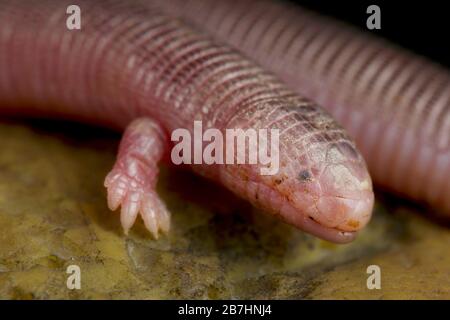 baja worm lizard