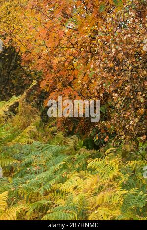 Vibant orange and red rowan and beech trees in autumn on Loch Lomond, Scotland, UK Stock Photo