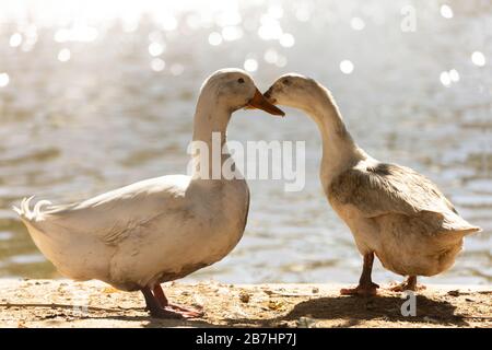 two dirty white ducks stand next to a pond or lake with bokeh background. male and female duck is in breeding season in the rural farm. agriculture Stock Photo