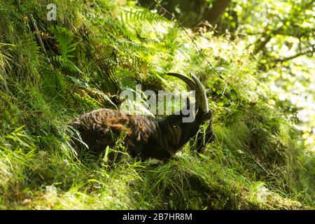 Bearded Feral Billy Goat with large horns in the woods beside Loch Lomond, Loch Lomand and the Trossachs National Park, West Highland Way, Scotland,UK Stock Photo