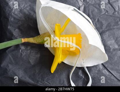 Natural flower daffodil in white medical face mask, virus protection icon on black textured background. Stock Photo