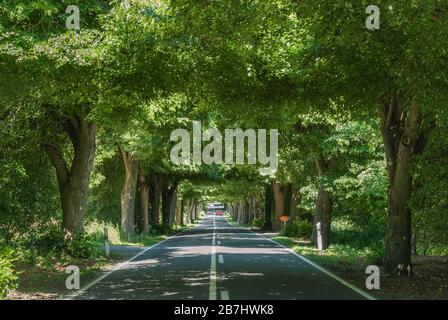 Tree-covered Deutsche Alleenstrasse or German Avenue Trail near Putbus at Rügen Island in Mecklenburg-West Pomerania, Germany Stock Photo