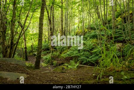 Ancient forest, Scottish Highlands, UK. A footpath winding through the dense green foliage of an old forest in the Highlands of rural Scotland. Stock Photo