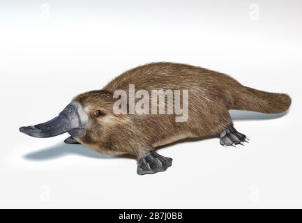 Platypus Ornithorhynchus anatinus semi aquatic mammal specie of