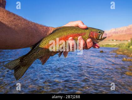 Rainbow Trout Caught & Release Fly Fishing on the Colorado River in Arizona  Stock Photo - Alamy