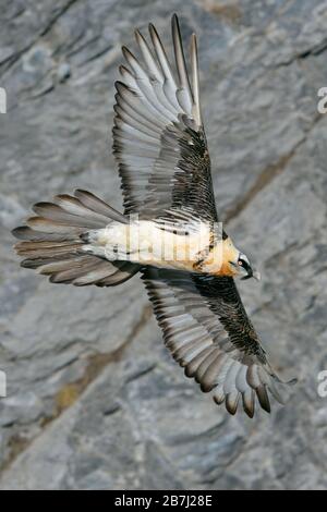 Bearded Vulture / Lammergeier ( Gypaetus barbatus ), Ossifrage, in flight, flying, gliding in front of a steep mountain cliff, Swiss alps, wildlife. Stock Photo