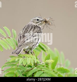 Meadow Pipit ( Anthus pratensis ) perched on top of branch of a bush, with prey in its beak to feed chicks, wildlife, Europe. Stock Photo
